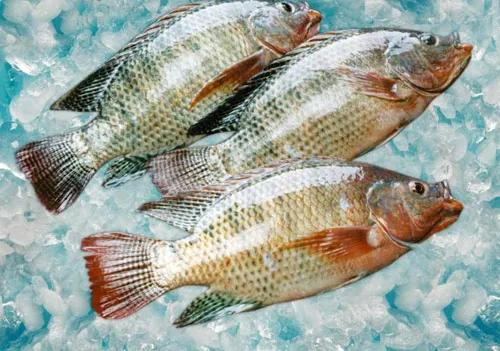 水產(chǎn)人注意 套養(yǎng)這些魚品種，低成本實(shí)現(xiàn)病害防治